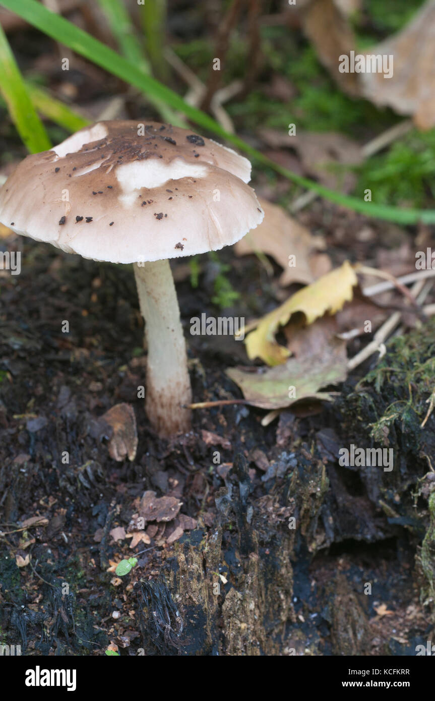 Deer Mushroom (Pluteus cervinus) on a birch tree stump Stock Photo - Alamy