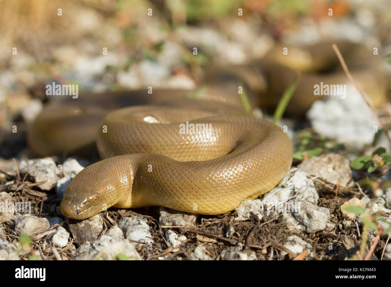 Rubber boa washington hires stock photography and images Alamy