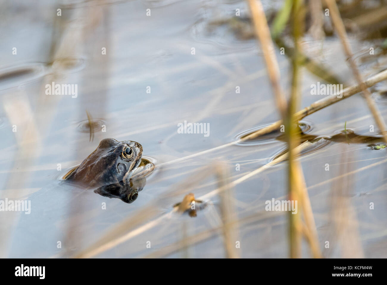 Frog in the water and sun. (Rana temporaria) Stock Photo
