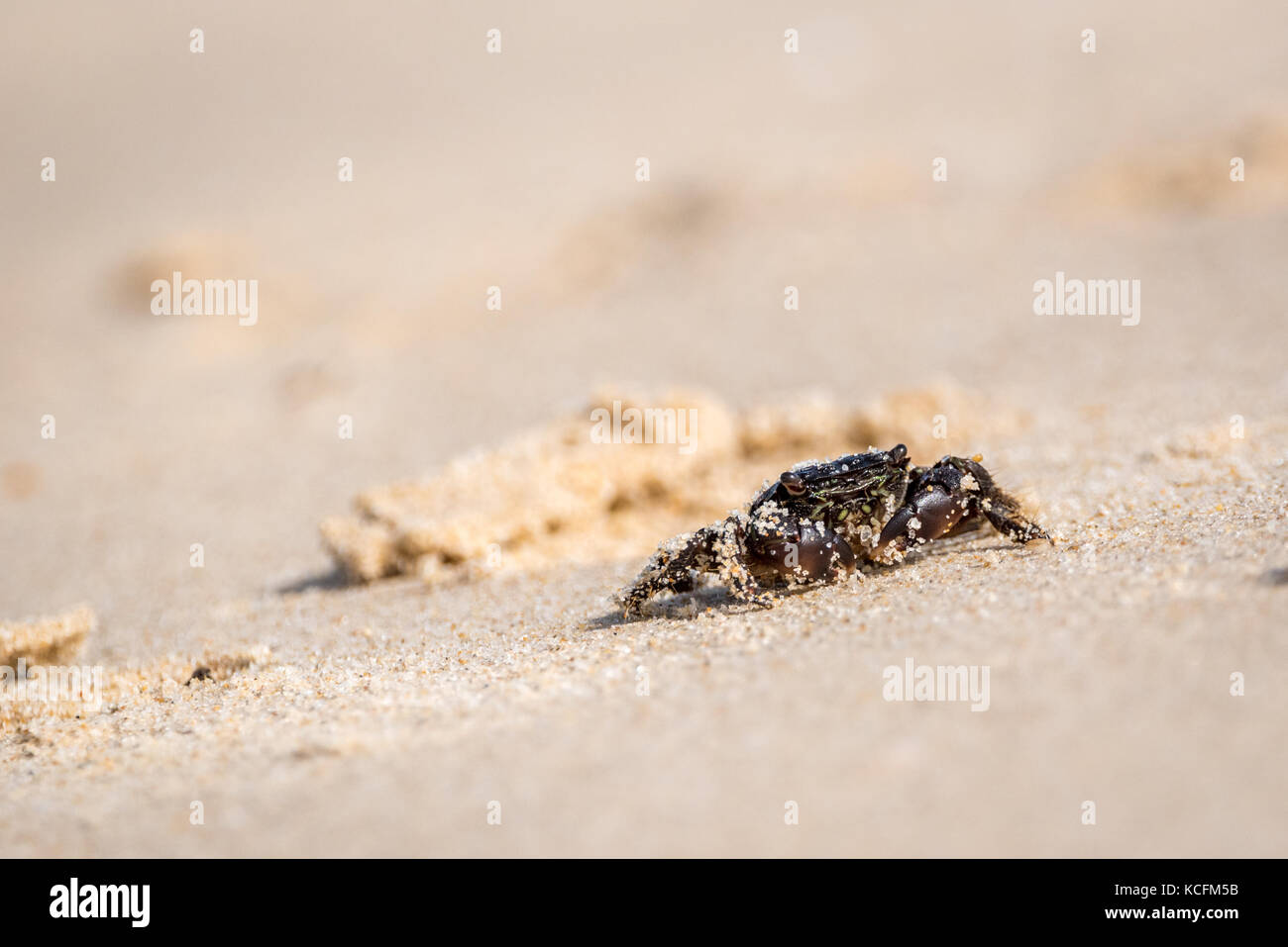 Small dark crab in the sand covered with sand grains. Photographed at a beach near Faro in Portugal. Stock Photo