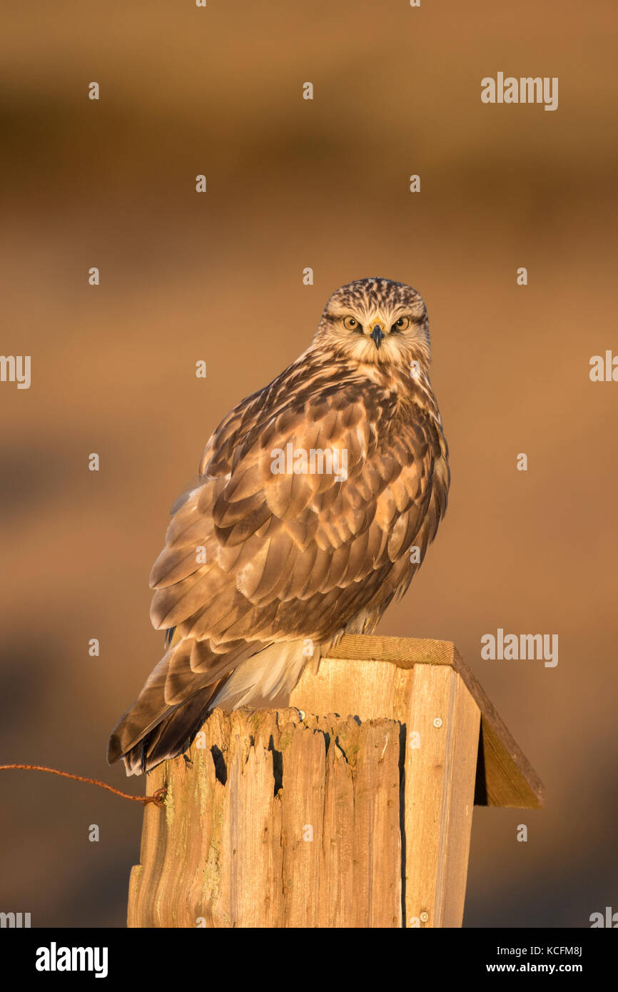 Rough-legged Hawk, Buteo lagopus, perched on a fence post Nanaimo, Canada Stock Photo