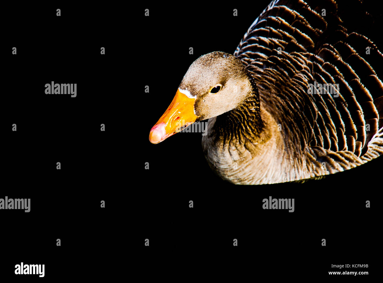 Goose Stock Photo