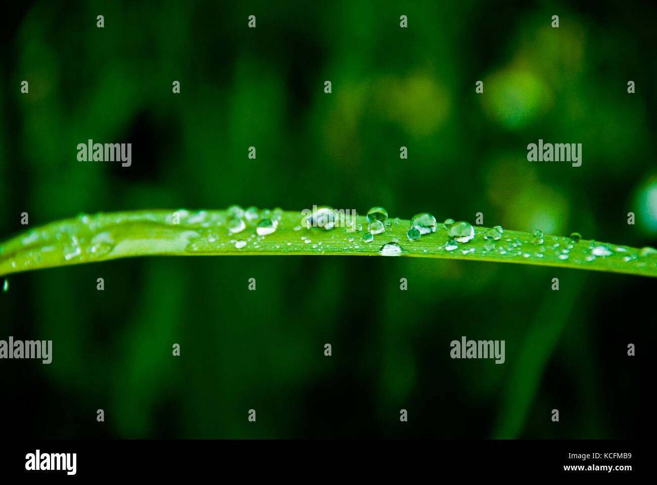 Water Drops Stock Photo