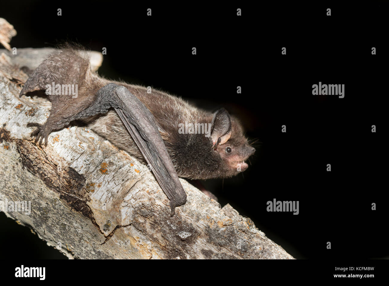 Silver Haired Bat Lacionycteris Noctivagans Okanagan British