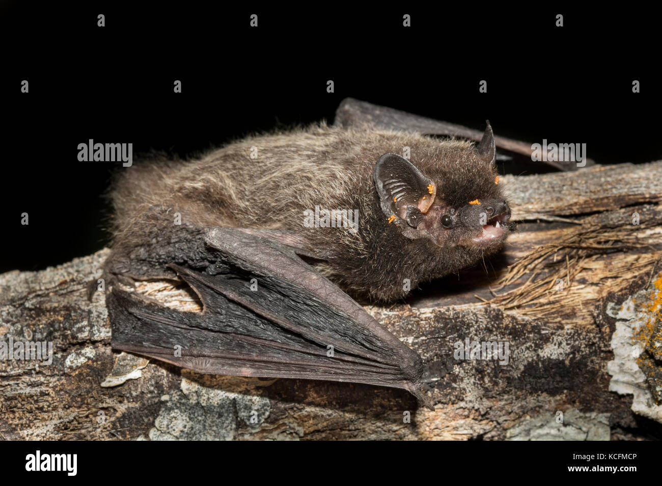 Silver Haired Bat Lacionycteris Noctivagans Okanagan British