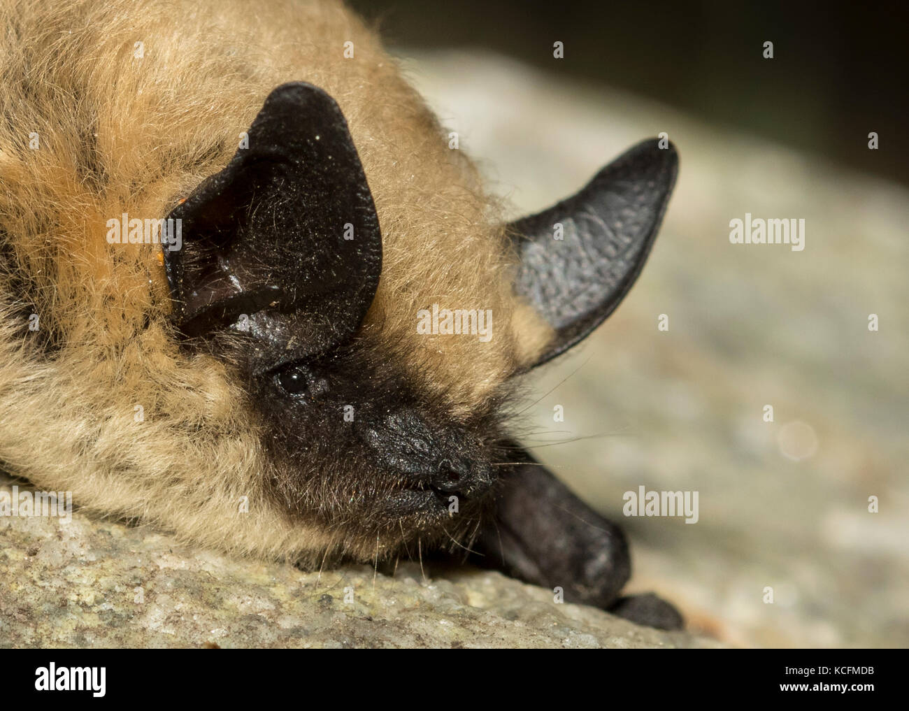 Myotis evotis Western Long-eared bat, Myotis evotis,  Okanagan, British Columbia, Canada Stock Photo