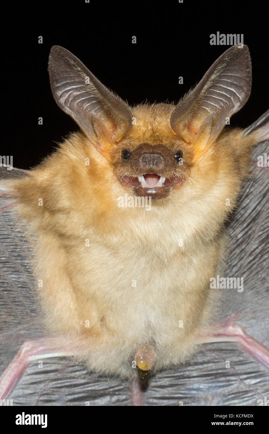 Pallid Bat, , Antrozous pallidus, Okanagan, British Columbia, Canada, Okanagan Stock Photo