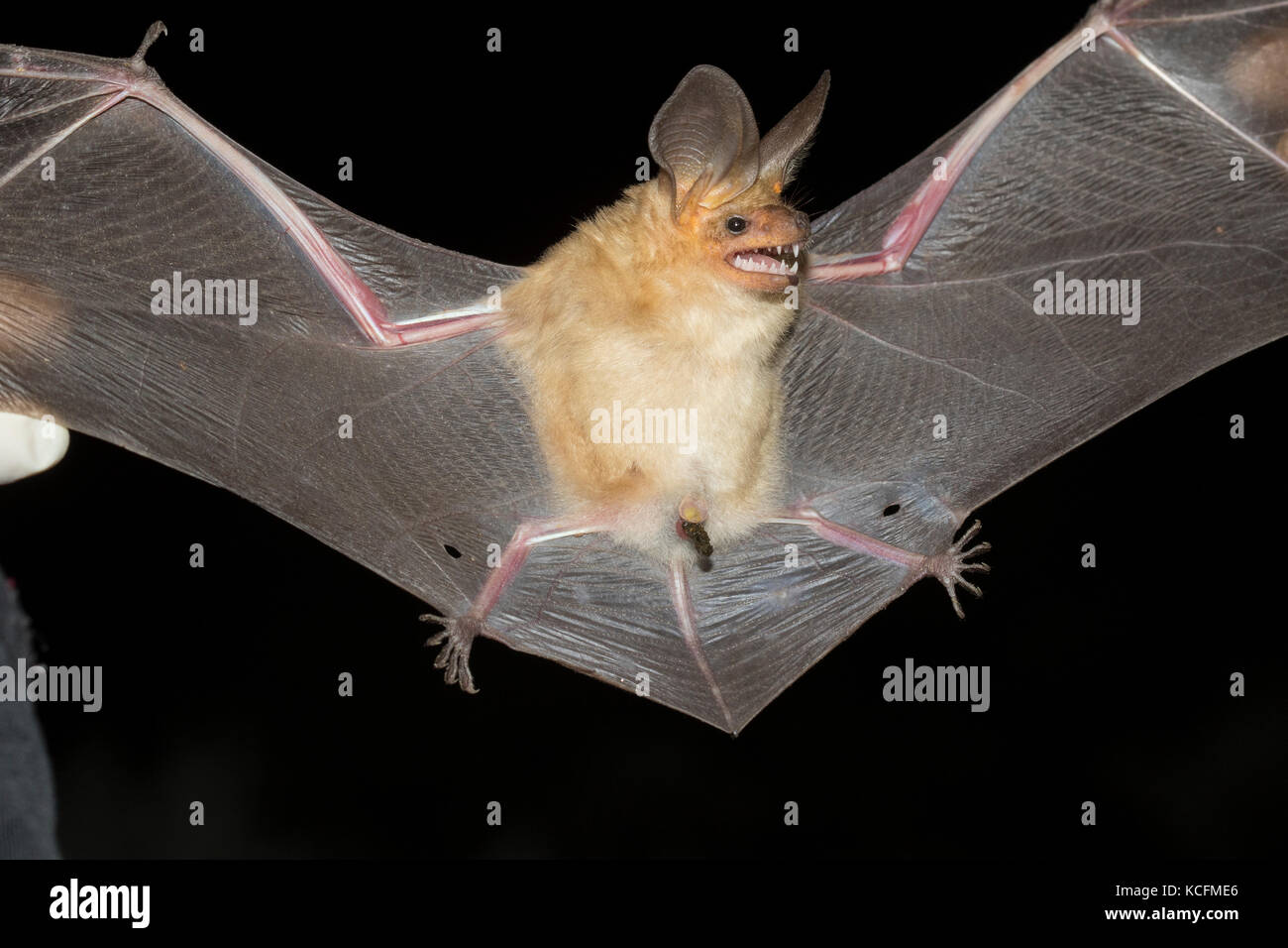 scientist holding up Pallid Bat, Antrozous pallidus, Okanagan, British