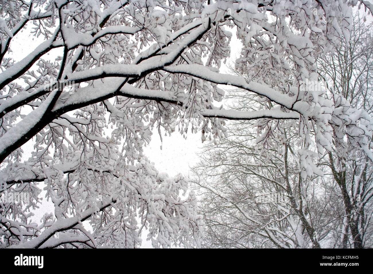 Thick snow covers tree branches following a blizzard. Stock Photo