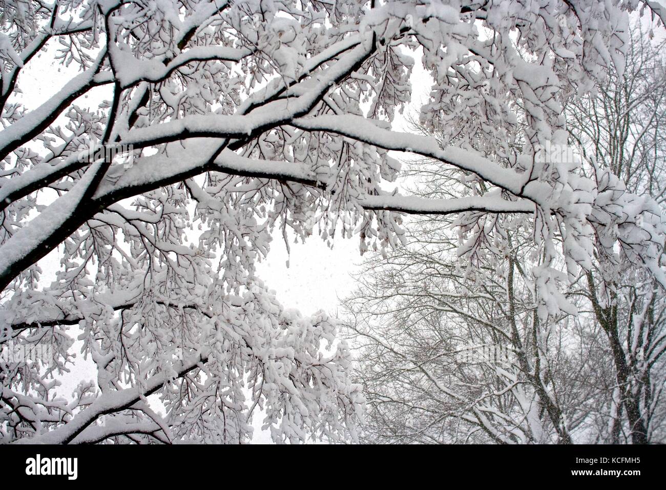 Thick snow covers tree branches following a blizzard Stock Photo - Alamy