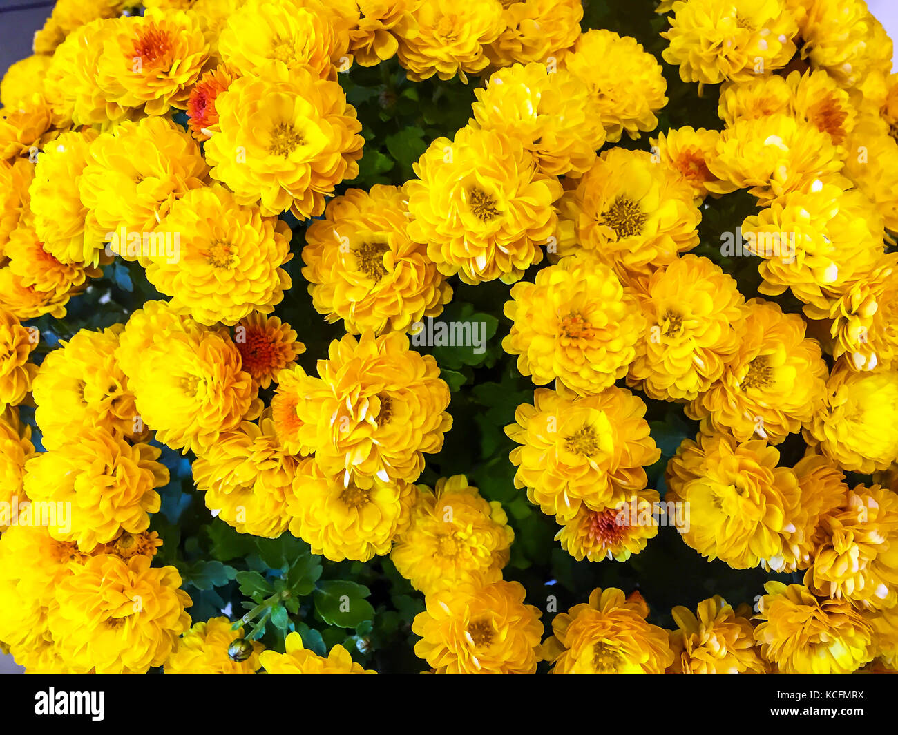 Bush of bright yellow chrysanthemum Stock Photo - Alamy