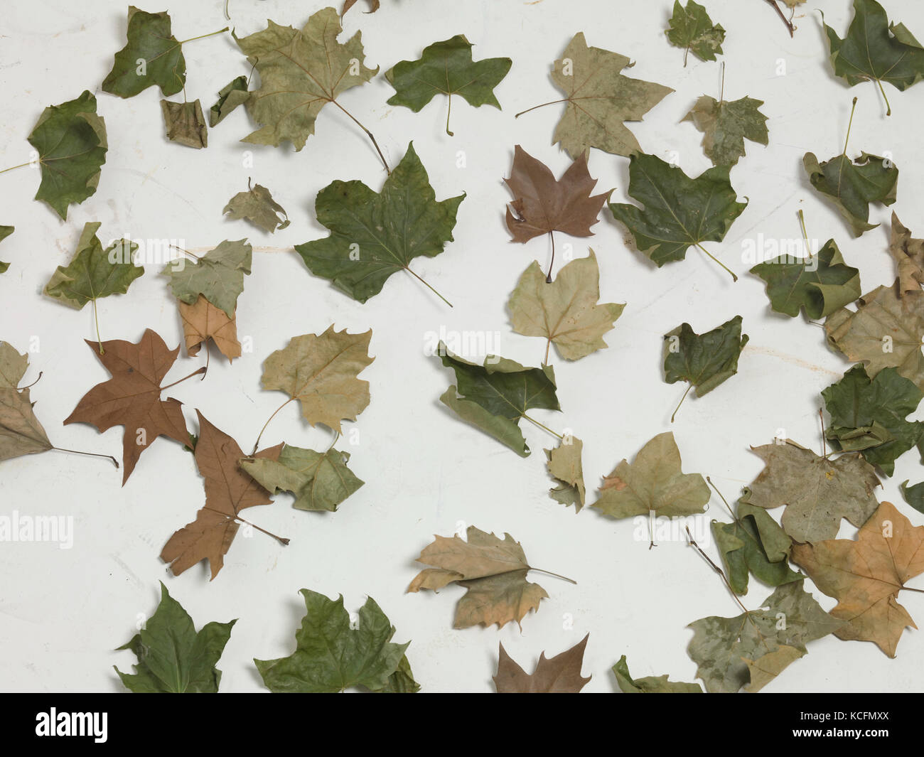 dry leaves, isolated, white background Stock Photo