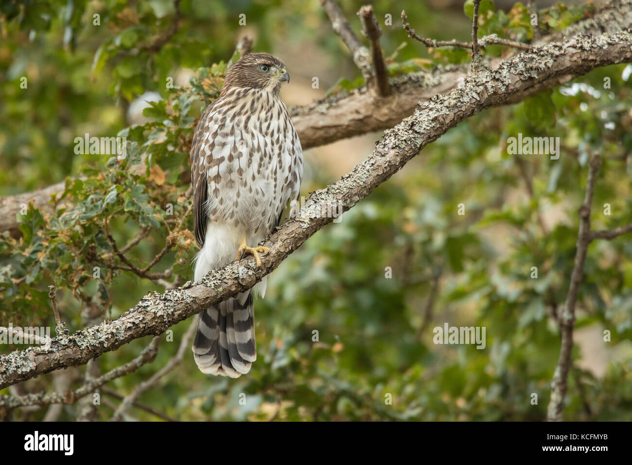 Coopers Hawk, Accipiter cooperii, Victoria, British Columbia, Oak Bay, Canada Stock Photo