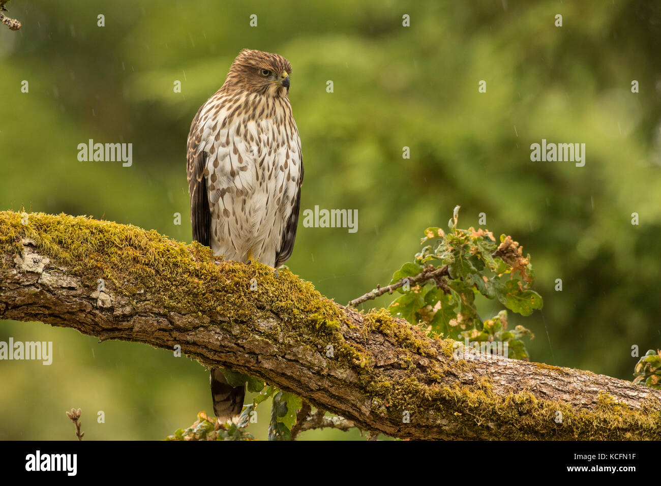 Coopers Hawk, Accipiter cooperii, Victoria, BC, Canada, British Columbia, Oak Bay, raptor Stock Photo