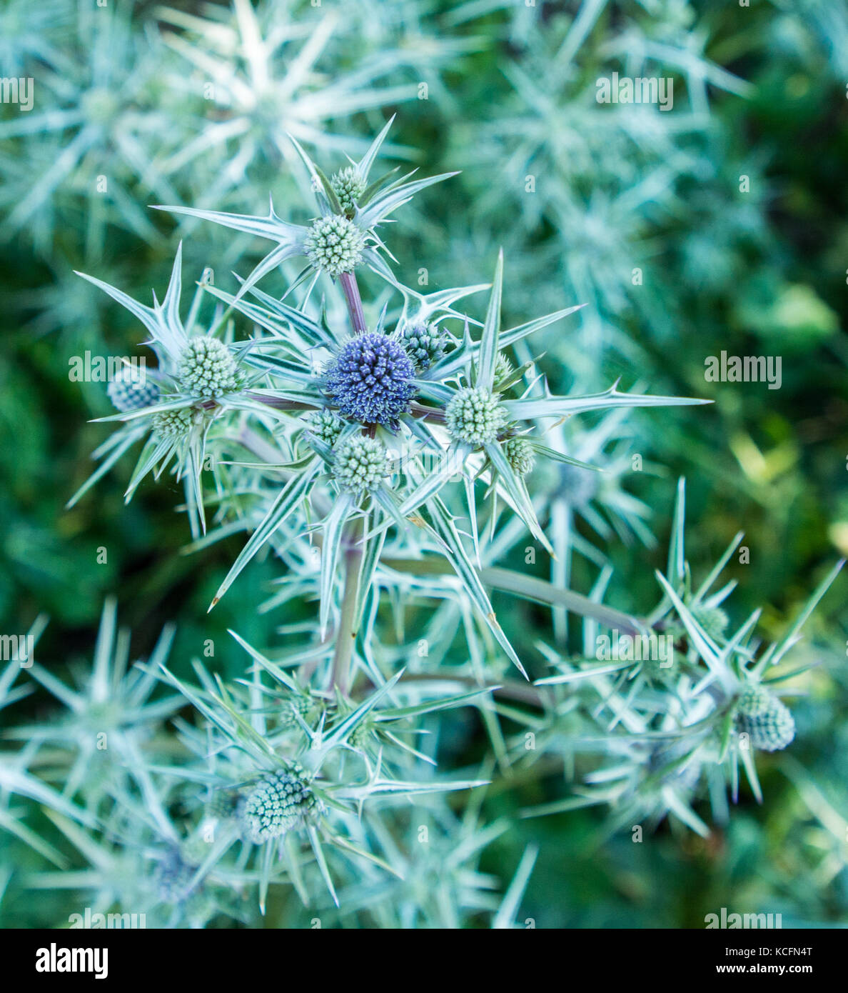 Blue thistle flower with green leaves Stock Photo Alamy
