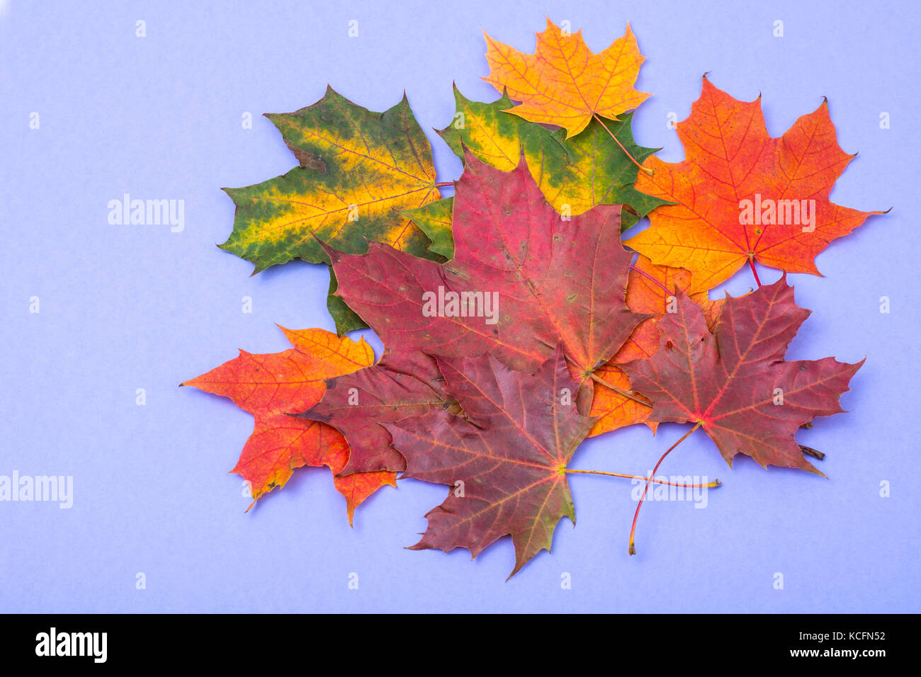 Autumn maple leaves on bright background Stock Photo - Alamy