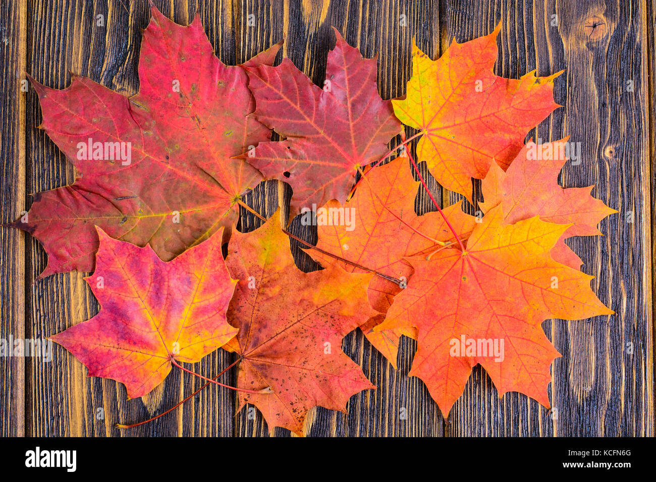Autumn background with colorful fall maple leaves on rustic wooden ...