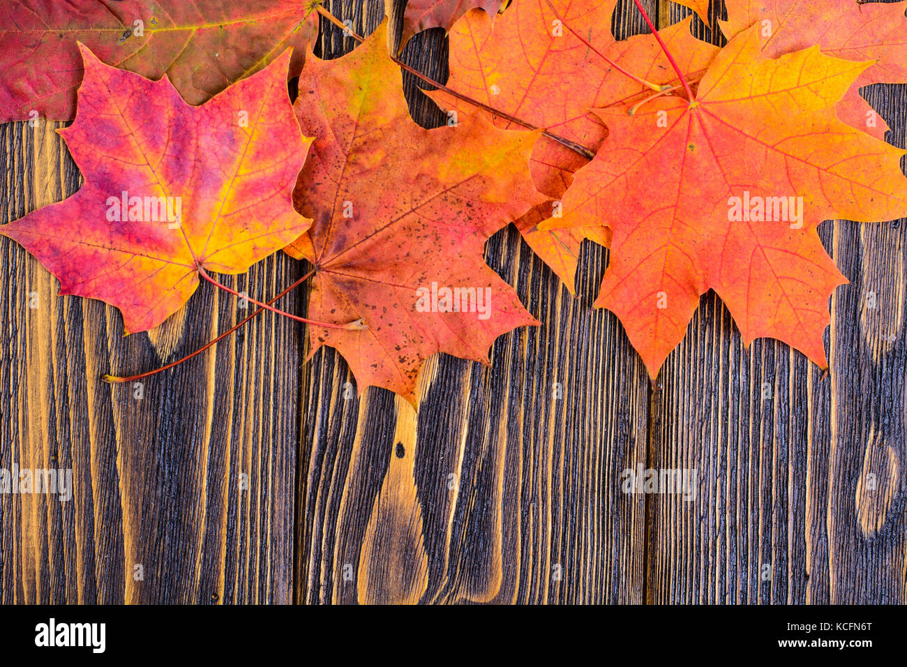 Autumn background with colorful fall maple leaves on rustic wooden ...