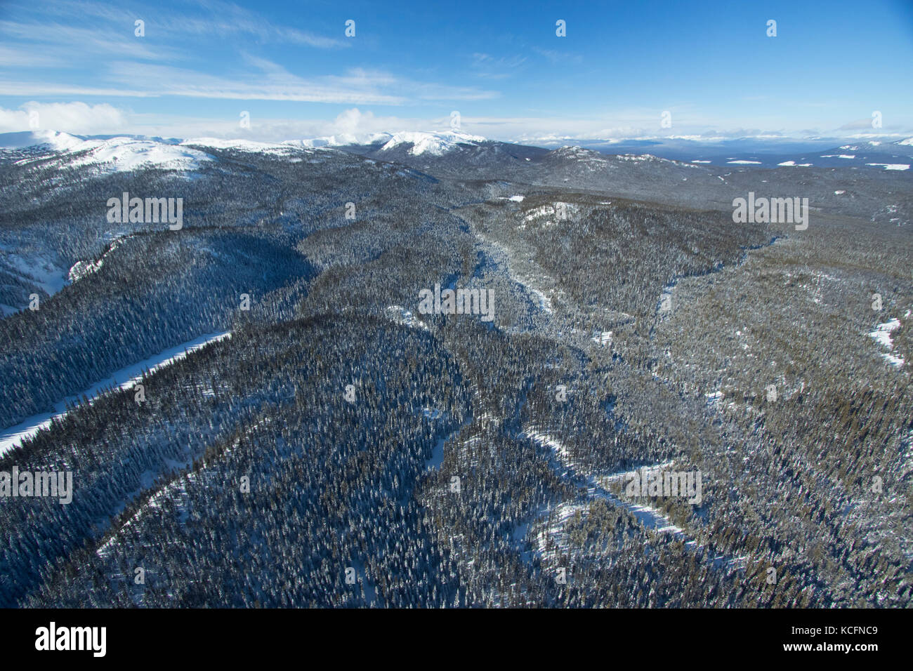BC, Canada, Northern Rockies, Omineeca, Omineeca Mountains, Peace, Wolverine Caribou herd Stock Photo
