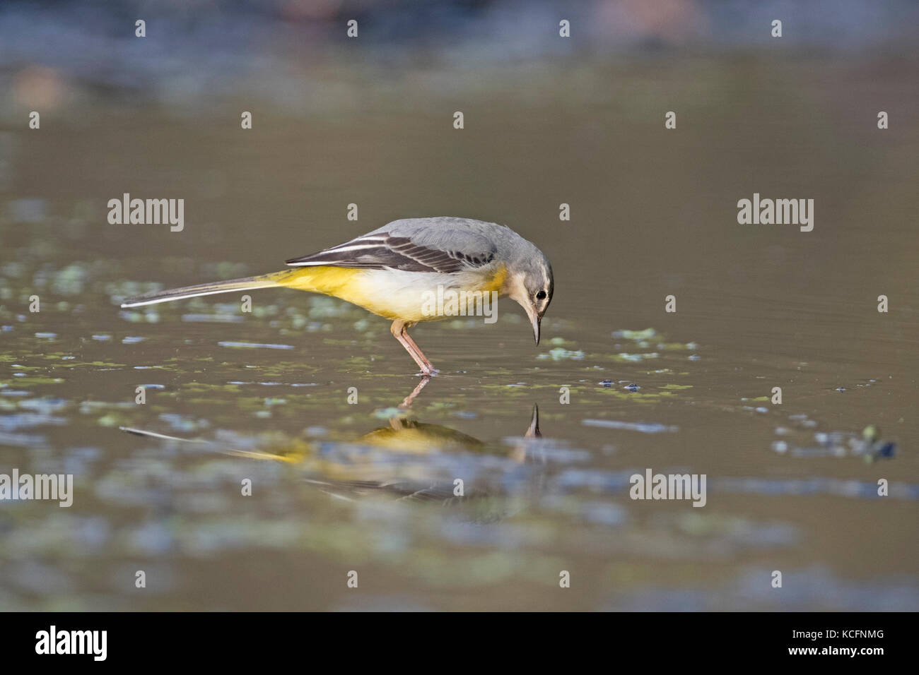 Grey Wagtail Motacilla cinerea female looking at own reflection in water, wintering on woodland pool Norfolk January Stock Photo