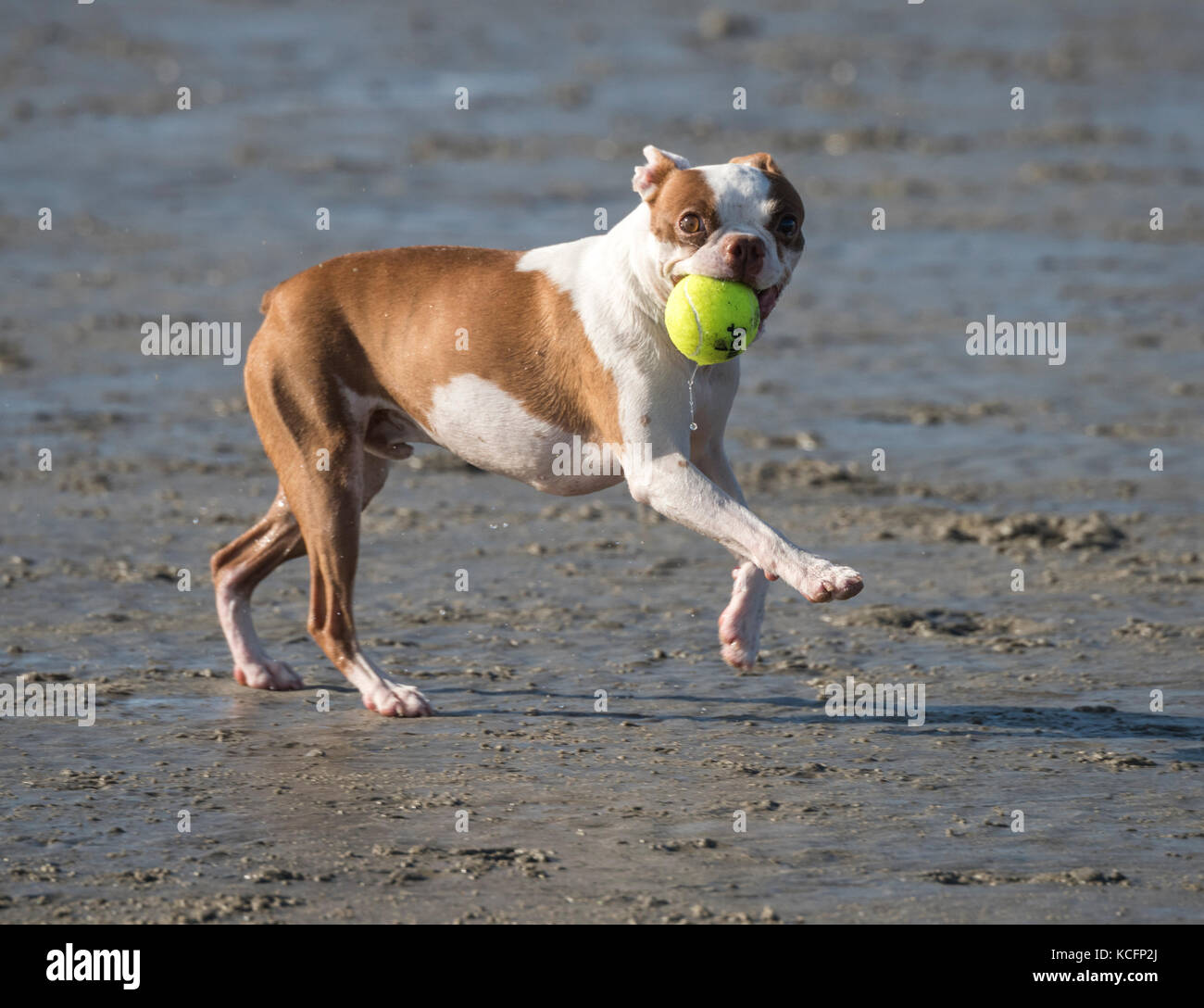 French Bulldog playing ball on beach Stock Photo
