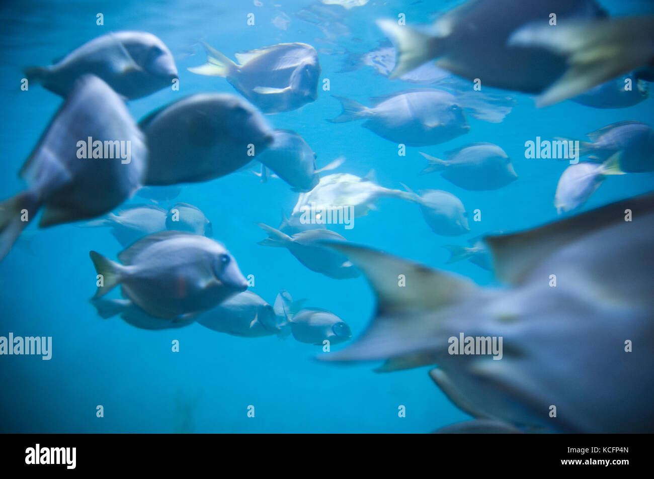 school of Amberjack Flash fish swimming in aquarium tank Stock Photo