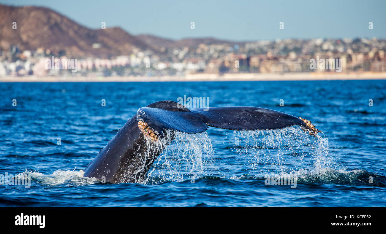 Tail of the humpback whale. Mexico. Sea of Cortez. California Peninsula . Stock Photo