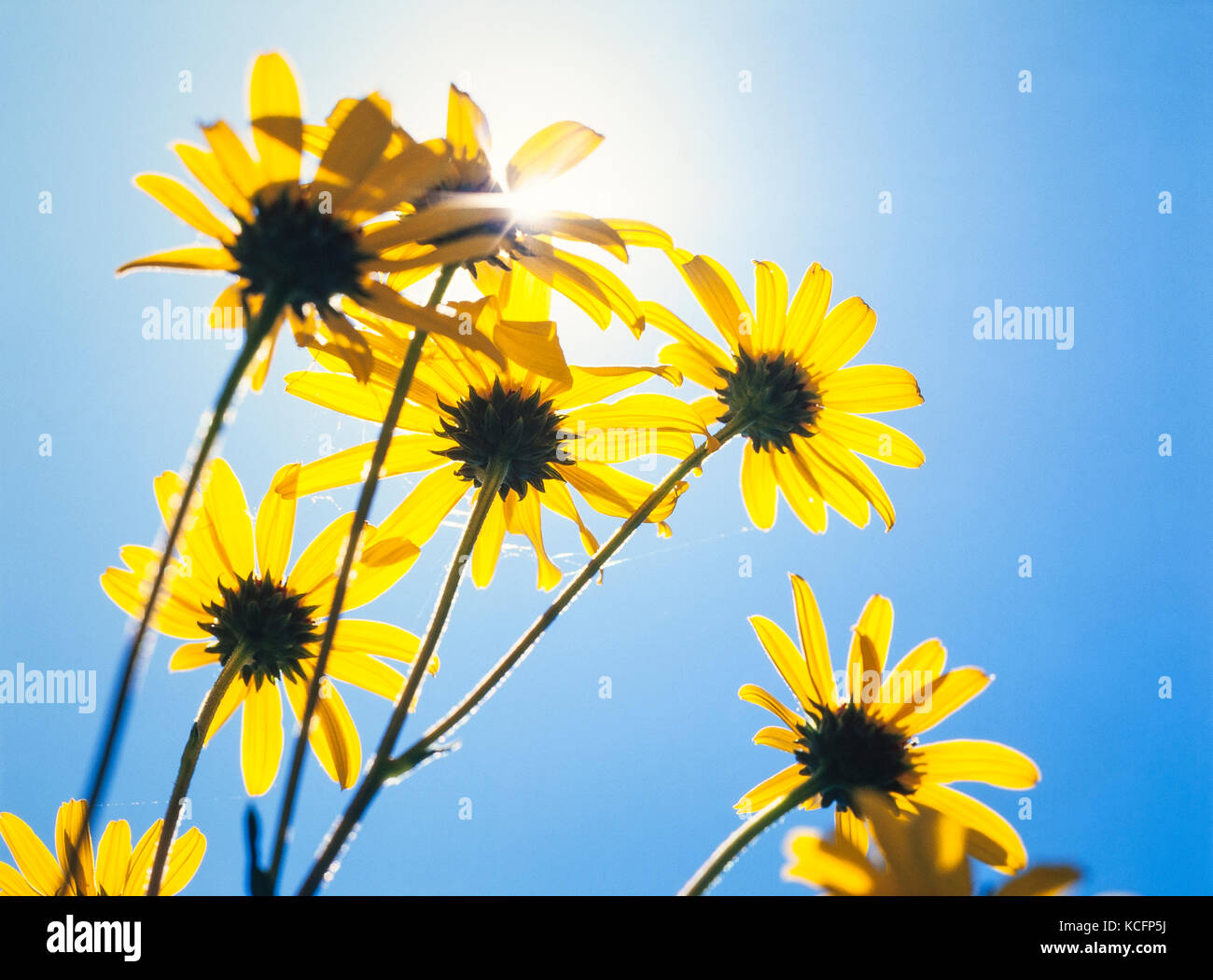 Yellow wild coriopsis flower bunch against sun and sky. Stock Photo