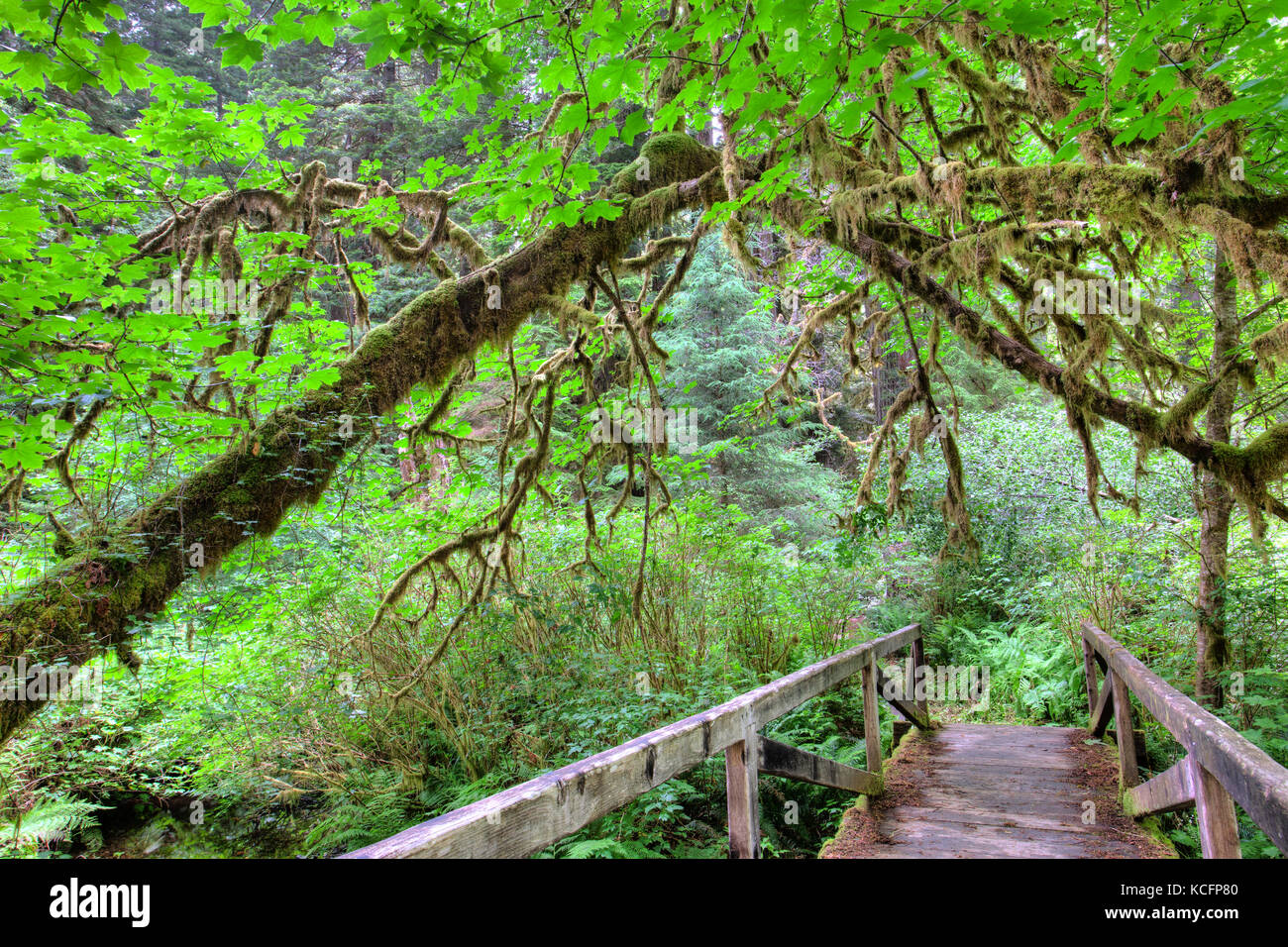 Redwood National Park, California, USA Stock Photo