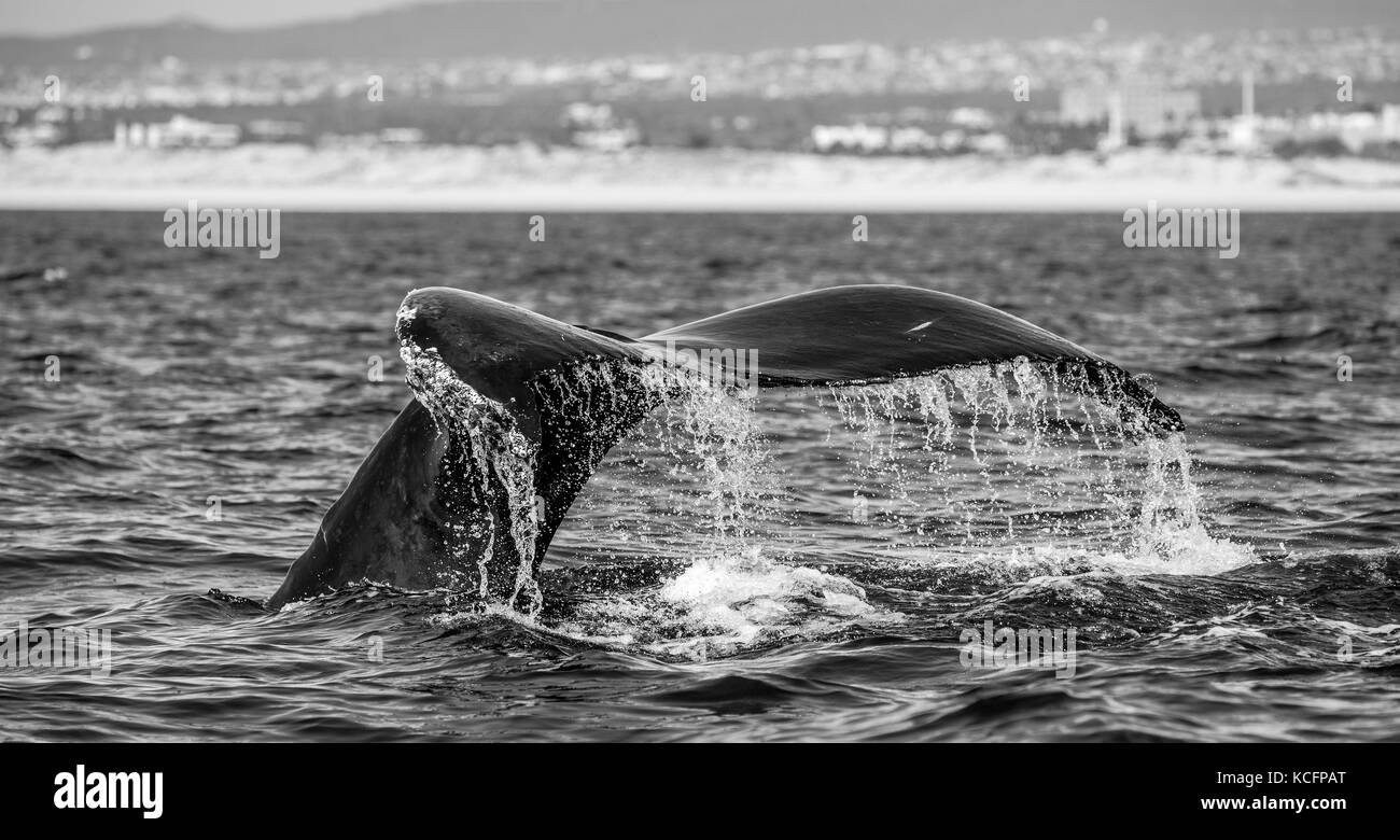 Tail of the humpback whale. Mexico. Sea of Cortez. California Peninsula . Stock Photo
