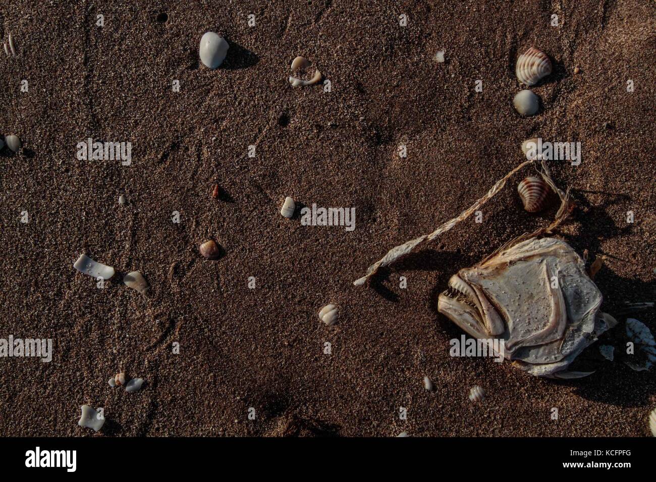 Fish Bones Beach High Resolution Stock Photography and Images Alamy Fish Bones Beach High Resolution Stock Photography and Images Alamy