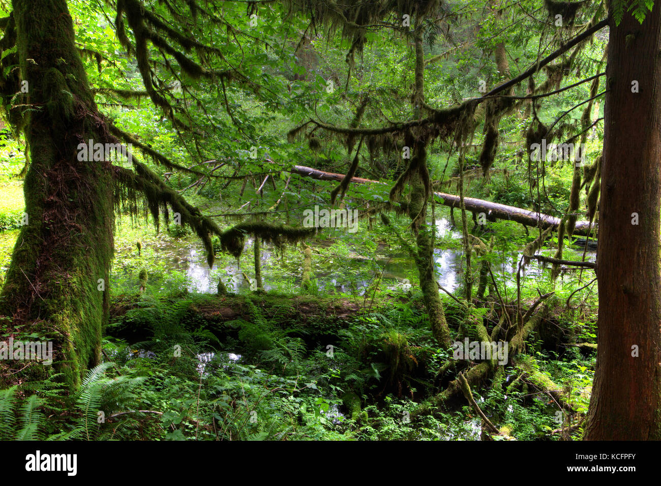 Olympic National Park, Hoh Forest, Washington, USA Stock Photo