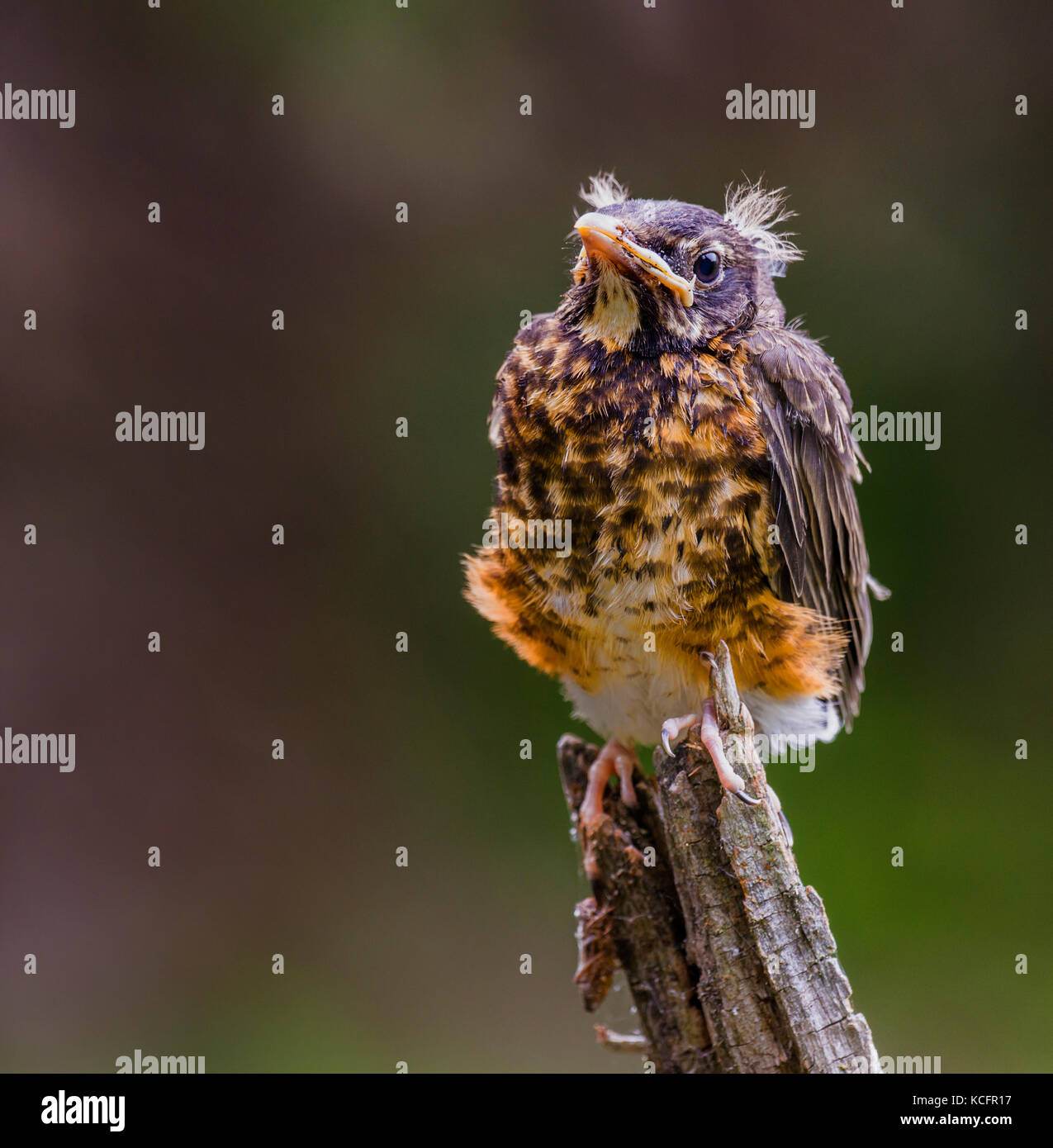 American Robin, turdus migratorius, North Eastern Ontario, Canada Stock Photo