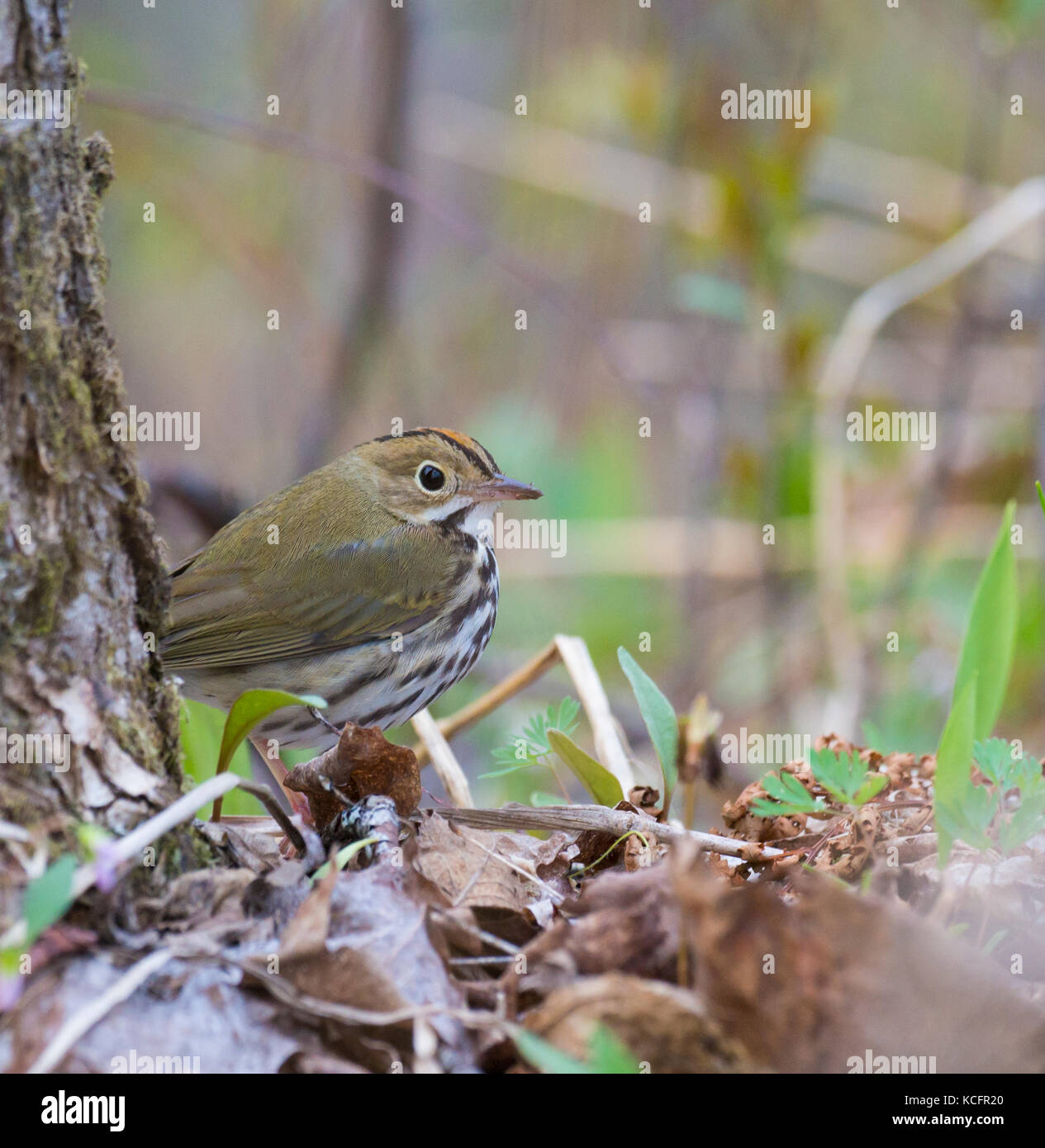 Ovenbird, Seiurus aurocapillus, North eastern ontario, Canada Stock Photo