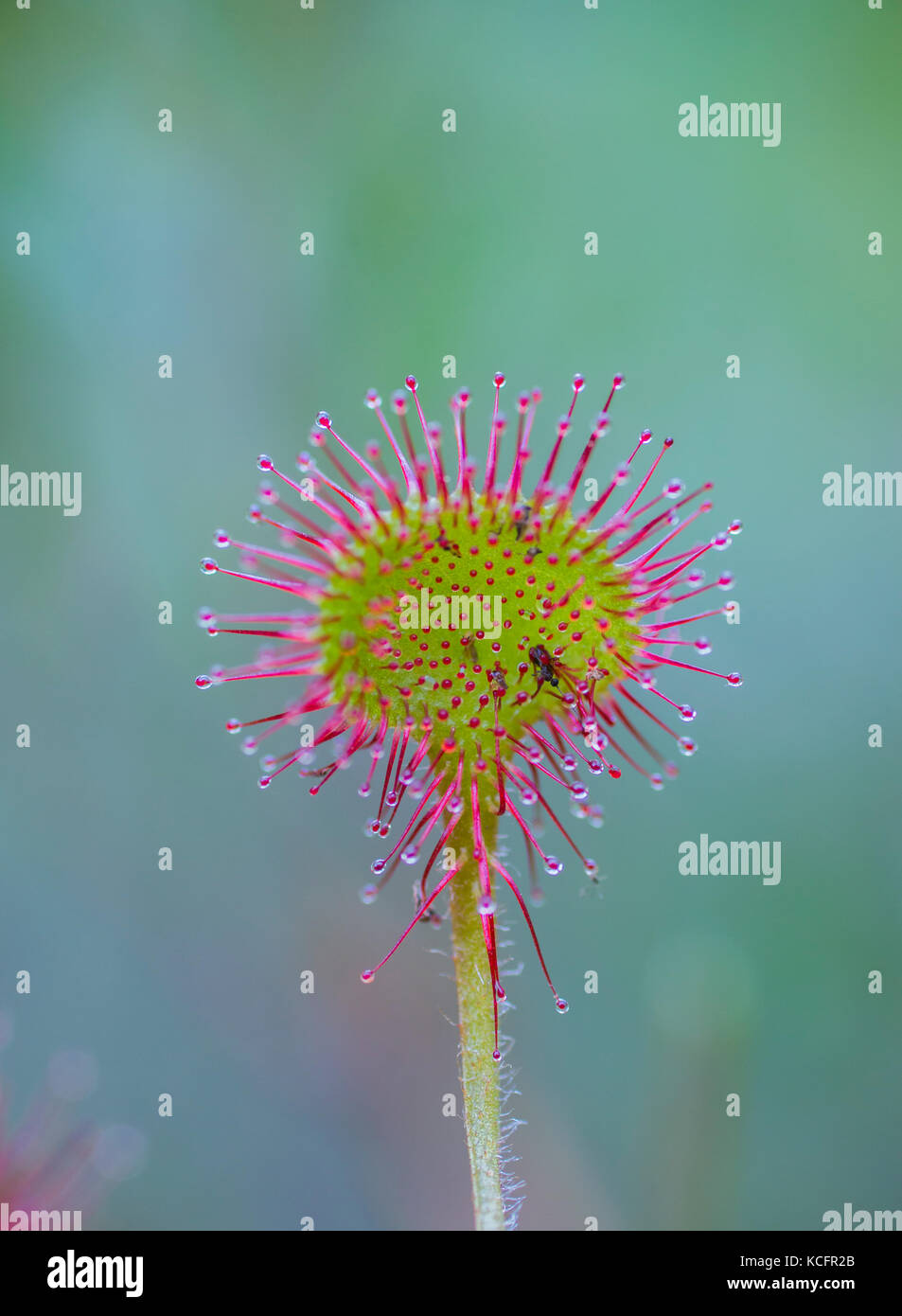 Round leaved sundew, drosera rotundifolia, North Eastern Ontario, Canada Stock Photo