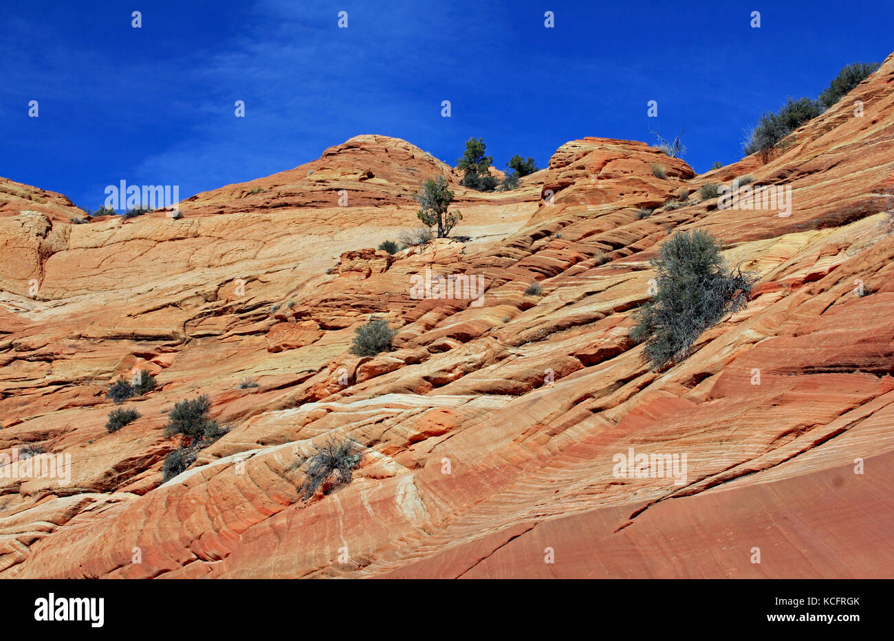 The colorful rock waves in the Paria Canyon section of the Vermillion Cliffs area of the Utah desert Stock Photo