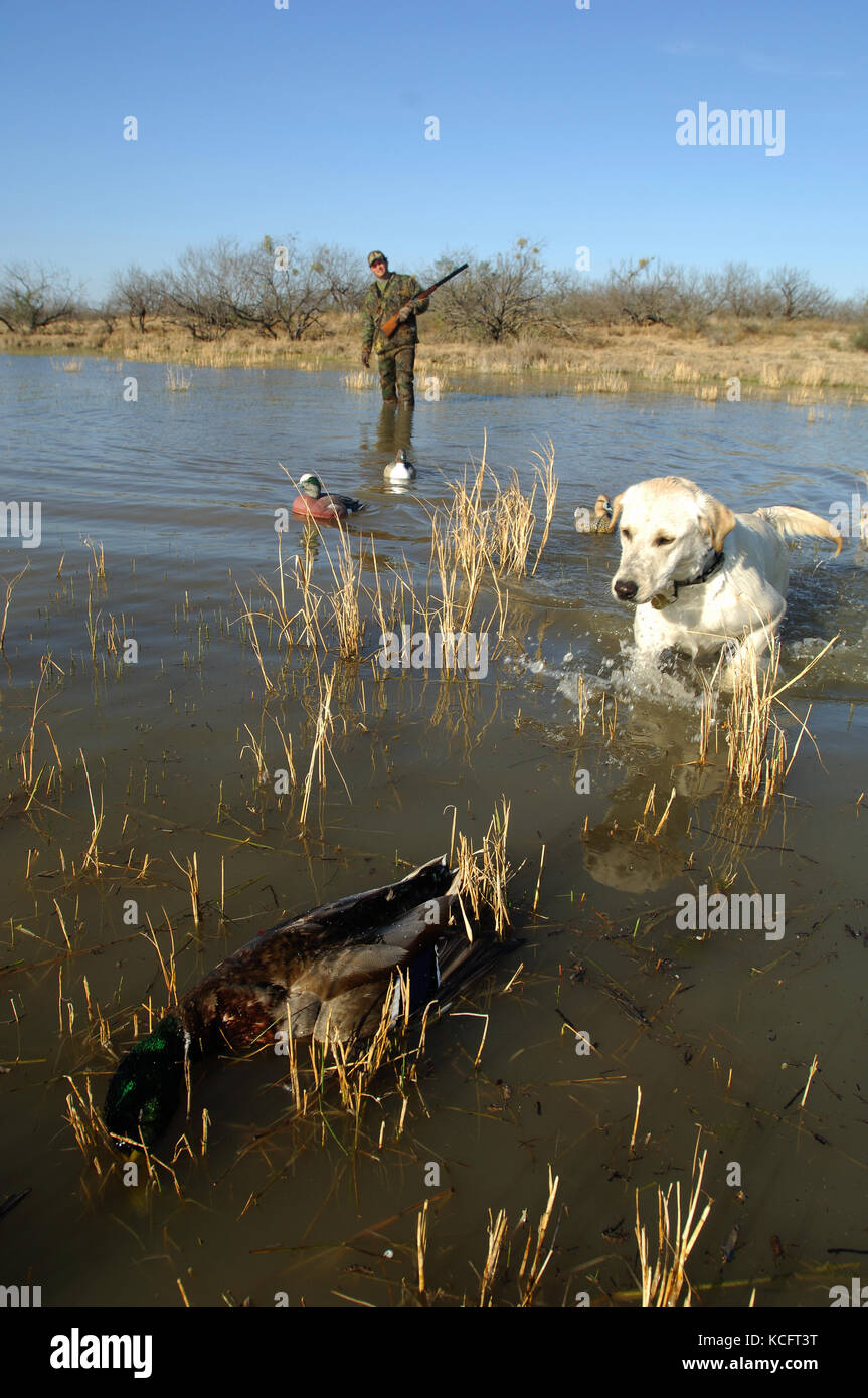 A yellow Labrador retriever fetching a mallard drake for a South Texas duck hunter Stock Photo