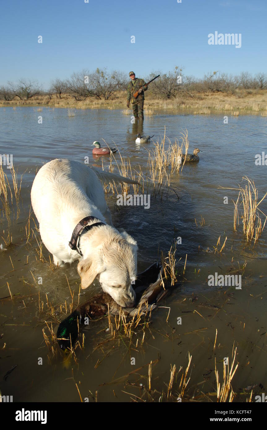 A yellow Labrador retriever fetching a mallard drake for a South Texas duck hunter Stock Photo