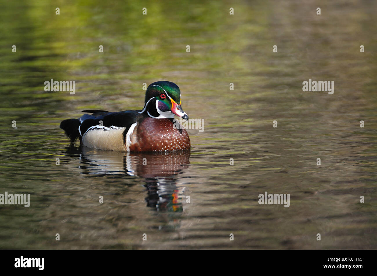 Wood duck (Aix sponsa), Mystic Pond, Cadboro Bay, Victoria, BC, Canada Stock Photo