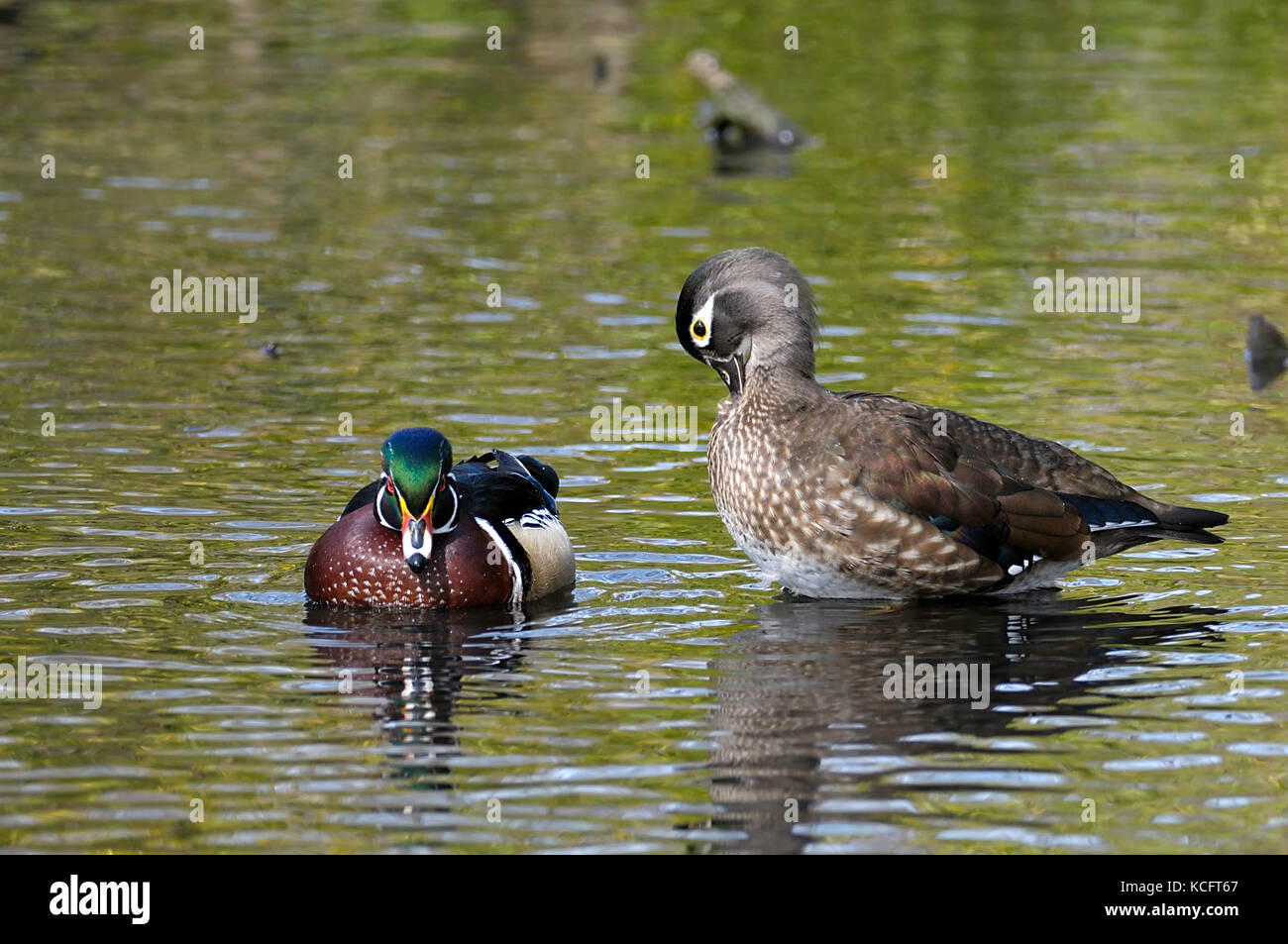 Wood duck (Aix sponsa), Mystic Pond, Cadboro Bay, Victoria, BC, Canada