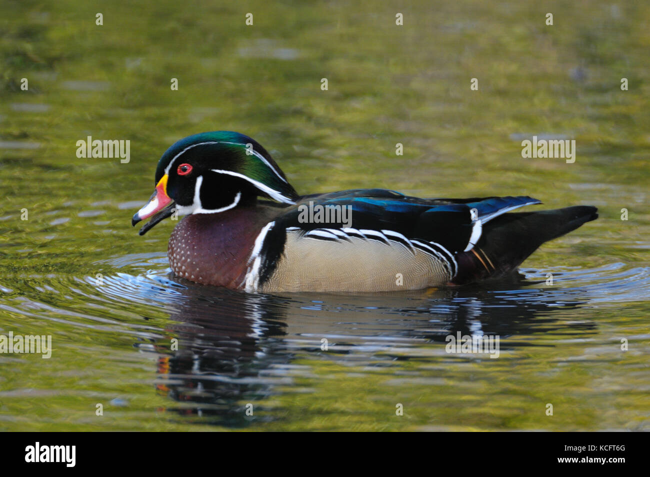 Wood duck (Aix sponsa), Mystic Pond, Cadboro Bay, Victoria, BC, Canada Stock Photo