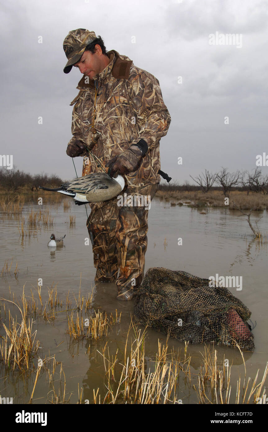 A duck hunter in camouflage sets out his hunting decoys in a South Texas marsh Stock Photo