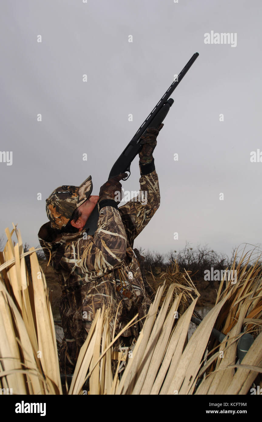 A duck hunter aiming and shooting at ducks from a blind in