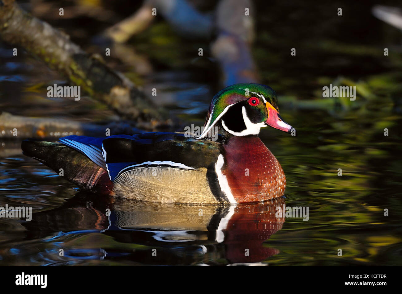 Wood duck (Aix sponsa), Mystic Pond, Cadboro Bay, Victoria, BC, Canada
