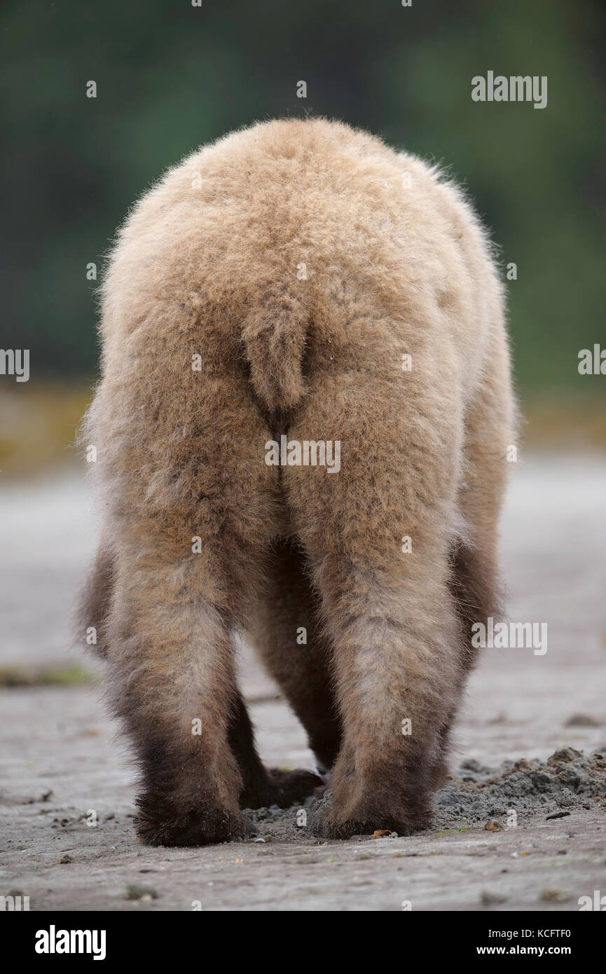 Taken at the Khutzeymateen Grizzly Bear Sanctuary about 40km NE of Prince Rupert on BC's north coast. Stock Photo