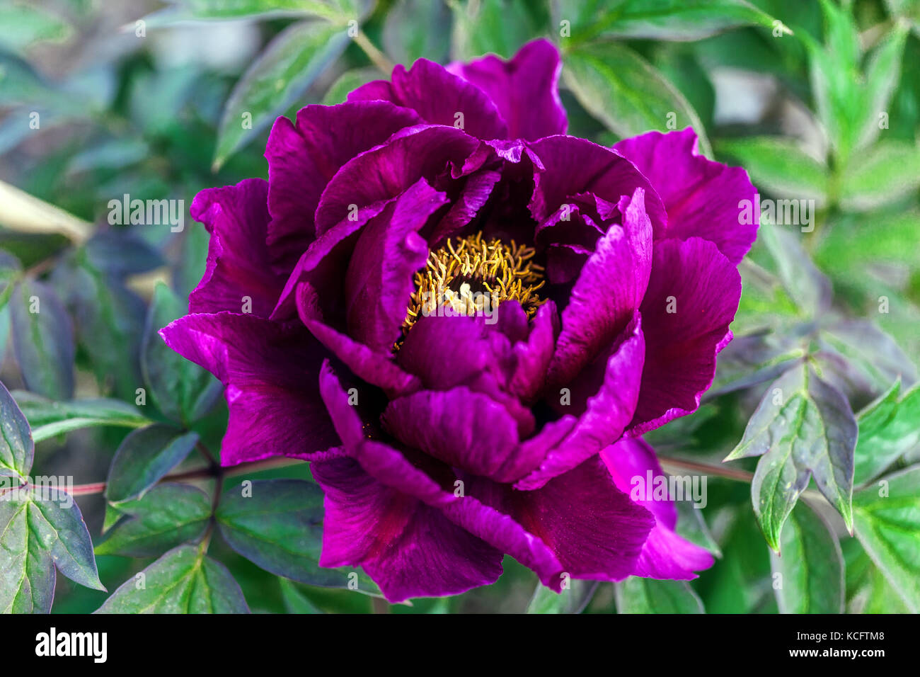 Paeonia suffruticosa ' Cardinal Vaughan ' Dark violet tree peony flower Stock Photo