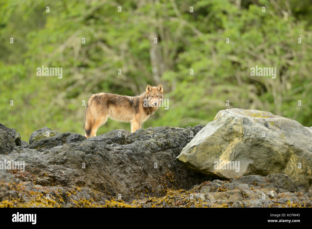 Vancouver Island wolf photographed on Vargas Island, west coast Vancouver Island, BC Canada Stock Photo