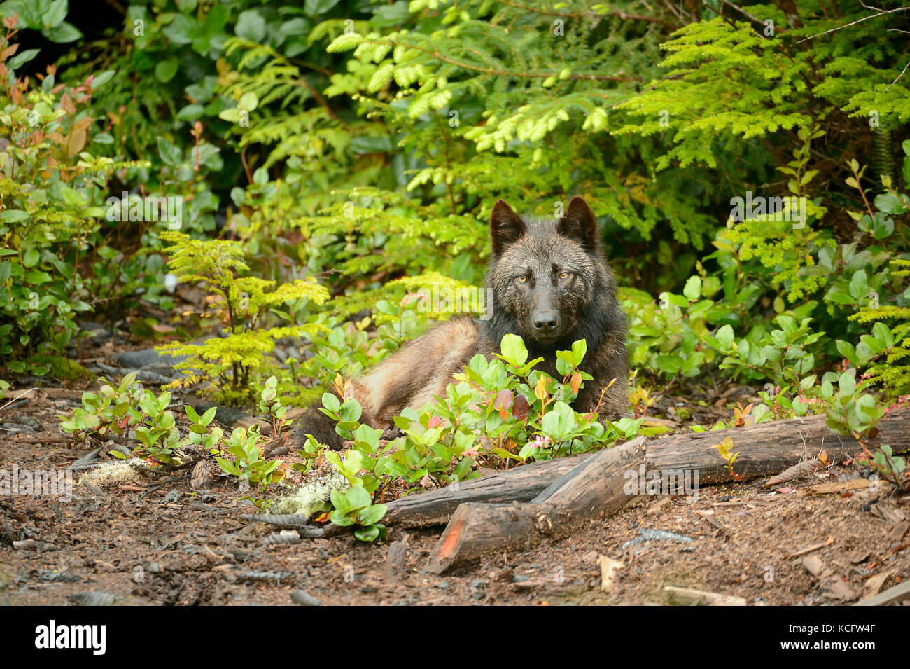 Vancouver Island wolf photographed on Vargas Island, west coast Vancouver Island, BC Canada Stock Photo
