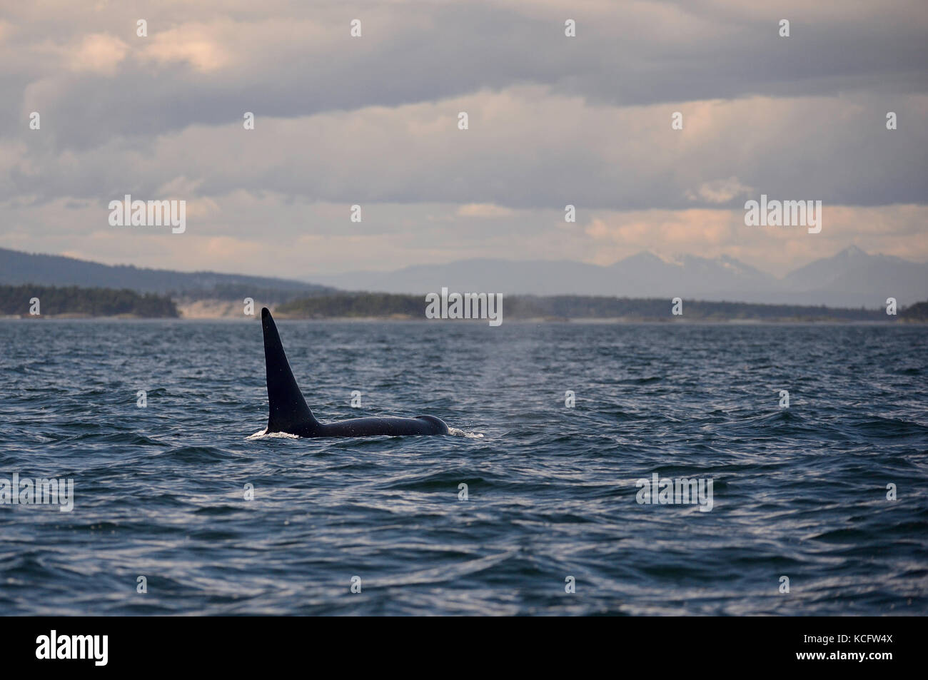 Orca whale photographed at Haro Straight near Georgia Straight, Vancouver Island, BC Canada Stock Photo