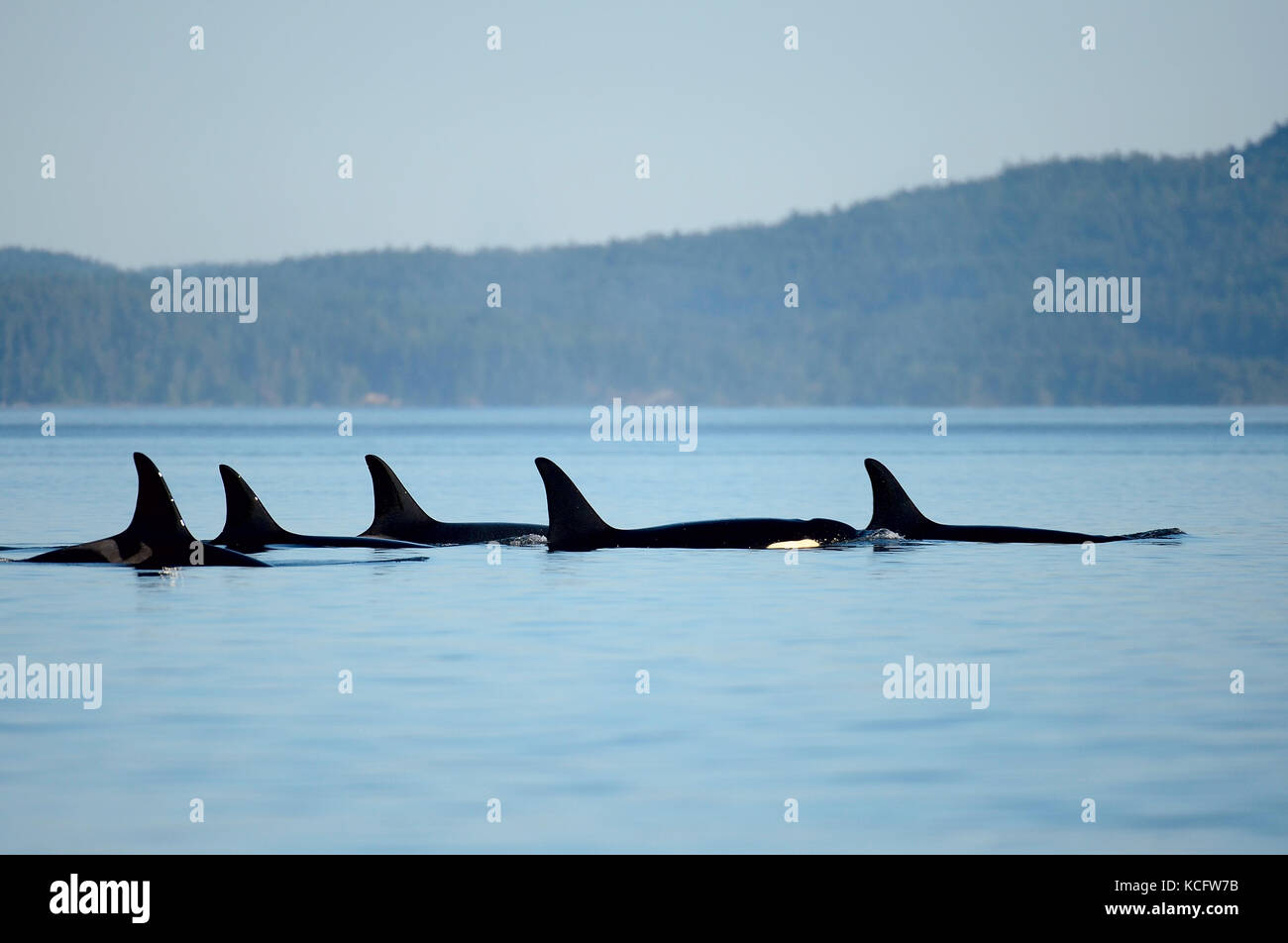 L pod of Orca whales photographed at Boundary Pass near Georgia Straight,Vancouver Island, BC Canada Stock Photo